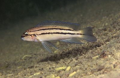 Chalinochromis sp. 'bifrenatus striped' Namansi